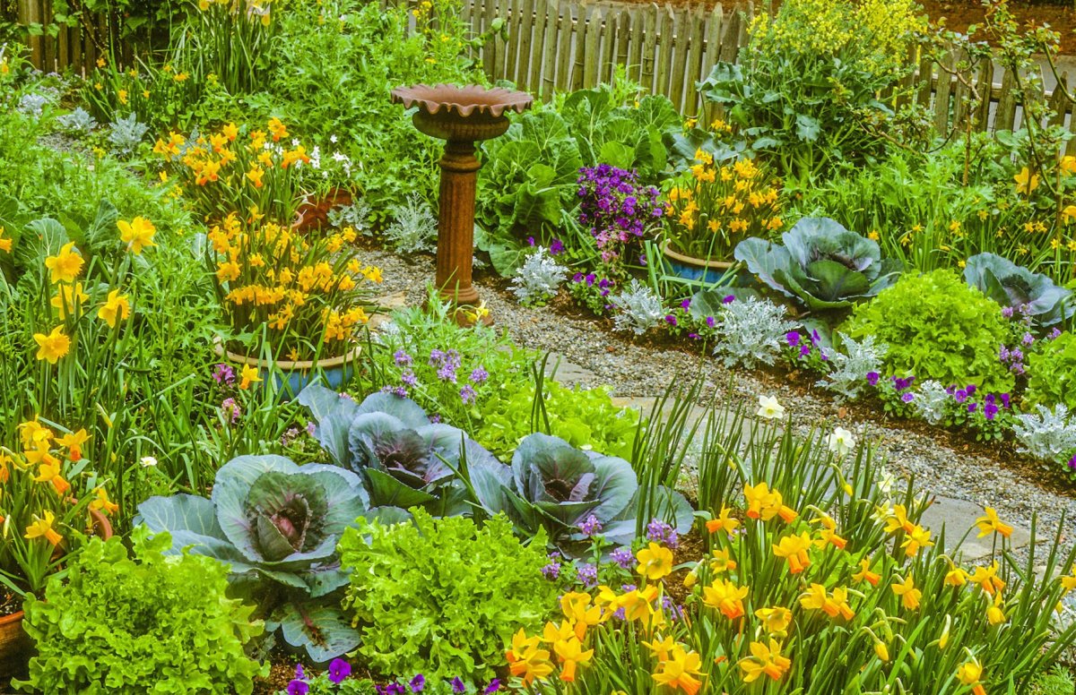 Edible vegetables landscape garden flower landscaping gardening gardener beds vegetable flowers master plant cabbage add tulsaworld creasy courtesy veggies among