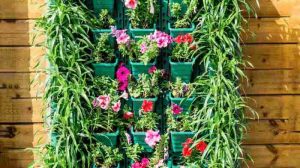 Garden vertical ideas beginners gardening pots betel grow leaf miss plant should not